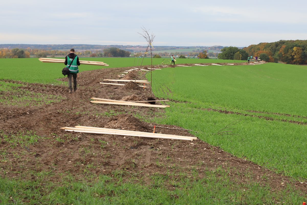 Fotografie z výsadby stromů a keřů